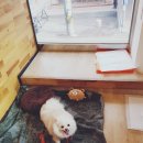 해피펫애견 이미지