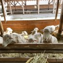 영우목장 이미지