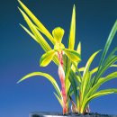 효은 카카오 검색결과