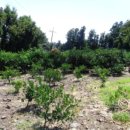 하례1교차로 1 이미지