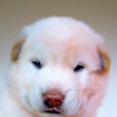 멍멍이가족 이미지