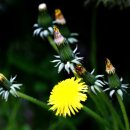 민들레약국 이미지