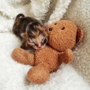 안녕고양이 이미지