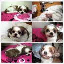 멍둥이 이미지
