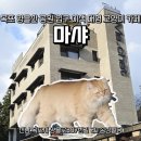 양을로 | 전남 목포 이색 대형 고양이 카페 마샤 내돈내산 방문 후기