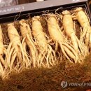 고려인삼백화점 이미지