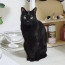 변동노모당 | 펫시터 어플 월리 이용 가격 고양이 혼자 집에 두고 갈 때