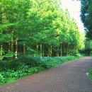 남조로 사려니숲길입구 이미지