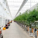 농업회사법인 우듬지팜㈜ 이미지