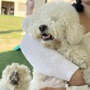 댕스피크닉 이미지