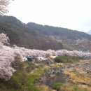 십리벚꽃길 이미지