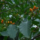 대정서초등학교 이미지