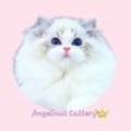 ANGELINUS CATTERY 이미지