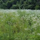 대곡면-6 이미지