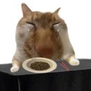 엔비몬스터 이미지