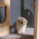 신암면037 이미지