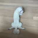 하이동물병원 | 덕은동 덕은하이 동물병원 처방사료 진료후기