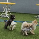 셀럽도기 이미지