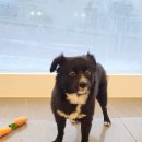 다솜애견미용실 이미지