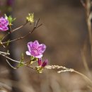 산철쭉 Rhododendron yedoense f. poukhanense (H. Lév.) M. Sugim. 품종 이미지