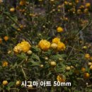 매크로스튜디오