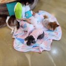 포포 데이케어 이미지