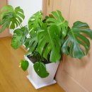 몬스테라 [봉래초, Monstera deliciosa] 이미지