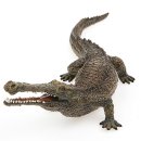 사르코수쿠스 이미지