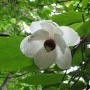 산목련 Daum카페