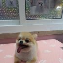 the 굿 dog 이미지
