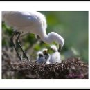 작은백로 이미지