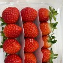 바른창업연구소 | 원데이로 딸기 프레지에 케이크 만들기 후기🍰 _[한솔요리학원]