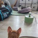 분수대 | 고양이 물분수대 설치 후기, 심심한 고양이들에게 작은 놀이가 생겼어요