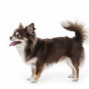 플레이 바우 이미지