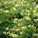 남일대리조트 산호장 이미지