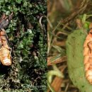 반딧불이 이미지