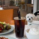 미산애견 | 분당 맛집] 율동공원 브런치 카페 월페이퍼, 리뉴얼 후 더 예뻐졌네요! 🥯☕️