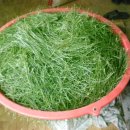 솔잎아래 이미지