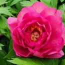 연극 모란이 피기까지 우리는 이미지