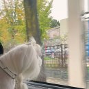 성남시내버스(주) 택시사업부 | 강아지 데리고 택시! 일반택시 vs 펫택시 편할까?