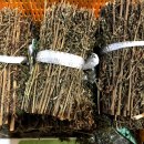 오복건강원 이미지