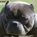 좋은켄넬 이미지