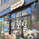 스타일독 | 대전 도안동 애견미용샵추천 '모모랑' 레나독 공식판매점·마이크리머목욕