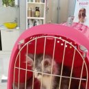 반려동물 의료센터 다울 이미지