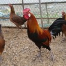 부천농장 이미지