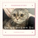 양산 에스동물메디컬센터 첫 내원 후기, 핑이 심장 바이오마커 검사하러 갔다가 느낀 점