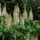 병솔칠엽수 [난쟁이칠엽수, Aesculus parviflora] 이미지