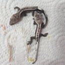 라피스게코 이미지