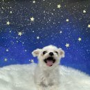 멍냥이 펫싸롱, 펫호텔 이미지