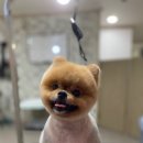 개털깎는집 이미지